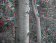 Trees by River 7