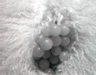Grapes 1