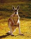 Kangaroo