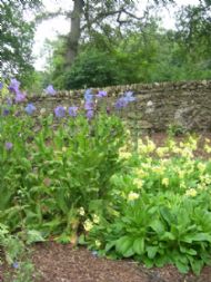 Meconopsis