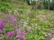 The Himalayan Glade