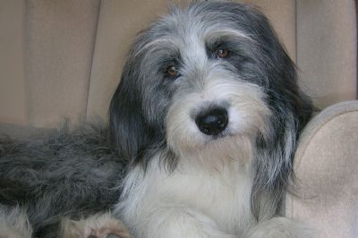 working bearded collie puppies