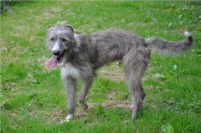 Lurcher Dog Hancock Lurchers Price Hancock Lurcher Pups Online