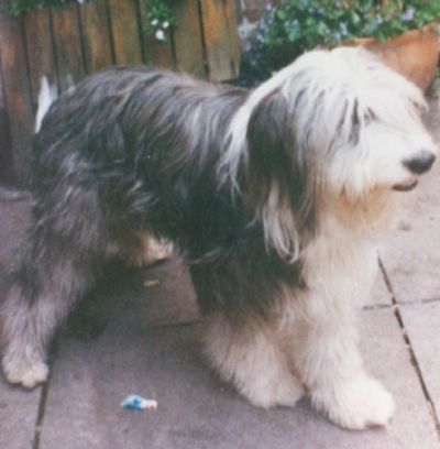 old english sheepdog cross border collie
