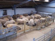 Lambing Time