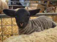 Cheeky lamb