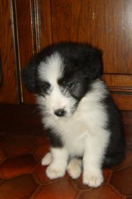 Tess
