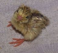 a day old quail chick