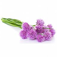 Chives