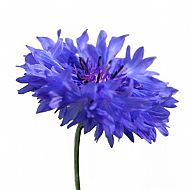 Cornflower