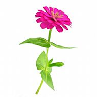 Zinnia