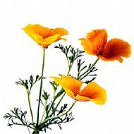 Eschscholzia