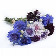 Cornflower