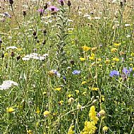 Perennial Wildflower Mix