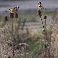 Wildflower Bird Food Mix