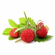 Alpine Strawberry