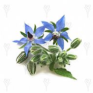 Borage (A)