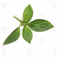 Basil, Lemon (A)