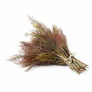 Bronze Fennel (P)