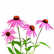 Echinacea (P)