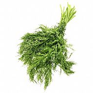 Fennel, Common (P)