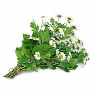 Feverfew (P)