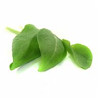Sorrel, French (P)