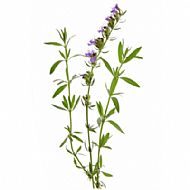 Hyssop (P)