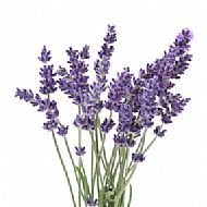 Lavender (P)