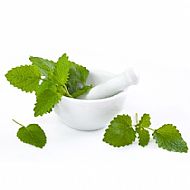 Lemon Balm (P)