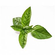 Basil, Lime (A)