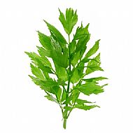 Lovage