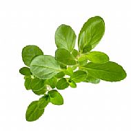 Marjoram