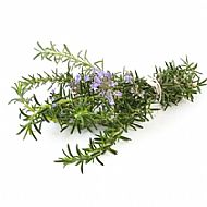 Rosemary (P)