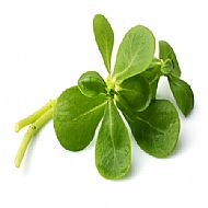 Purslane