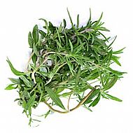 Summer Savory (A)