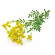 Tansy (P)