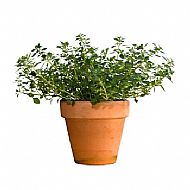 Thyme (P)