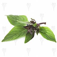 Basil, Thai (A)