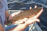 Hill Loch Brownie