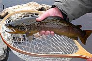 Hill Loch Brownie