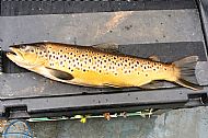 Ross Watt's Cracker