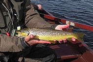 Phil's Boardhouse Cracker