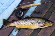 Eye 3 Pounder
