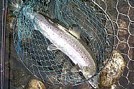 Alastair Gibson's Ness Springer