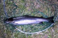 Alness Sea Trout