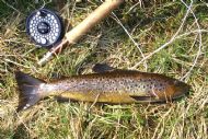 Alness Brownie