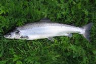 Andrew's Springer