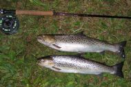 Alness Sea Trout