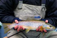Steyn's Borralie Trout